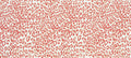 Safari Coral